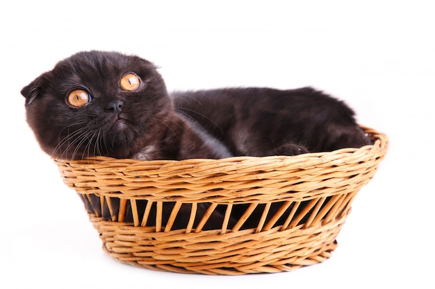 Shorthair británico del gato negro con los ojos amarillos en cesta en un blanco