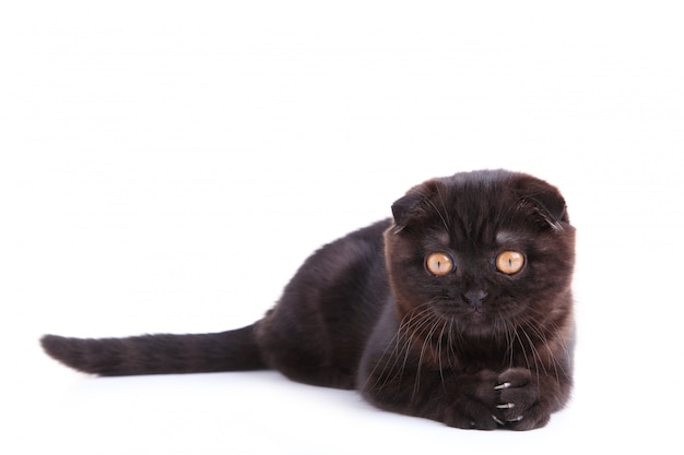 Shorthair británico de gato negro con ojos amarillos sobre un blanco