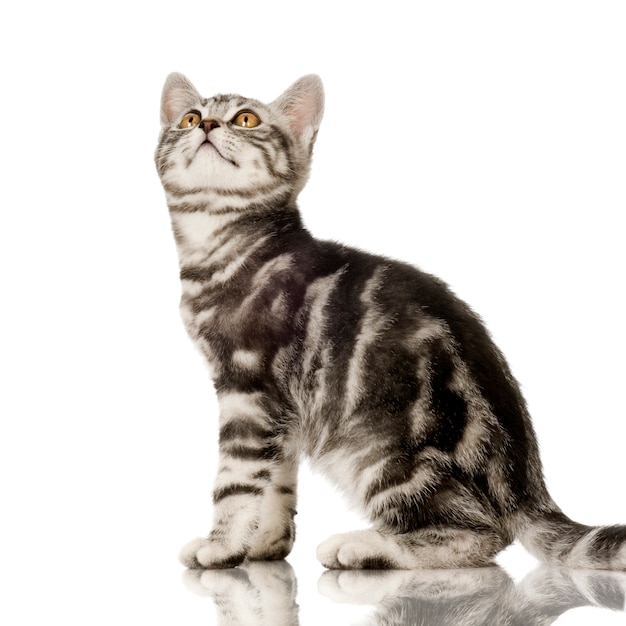 Shorthair britânico. Retrato de gato isolado