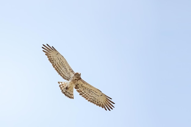 Shorttoed Schlangenadler oder Circaetus gallicus offene Flügel fliegen im Dadia-Wald Evros Griechenland isoliert