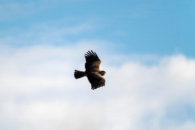 Shorttoed Schlangenadler oder Shorttoed Eagle Circaetus Gallicus Malaga Spanien