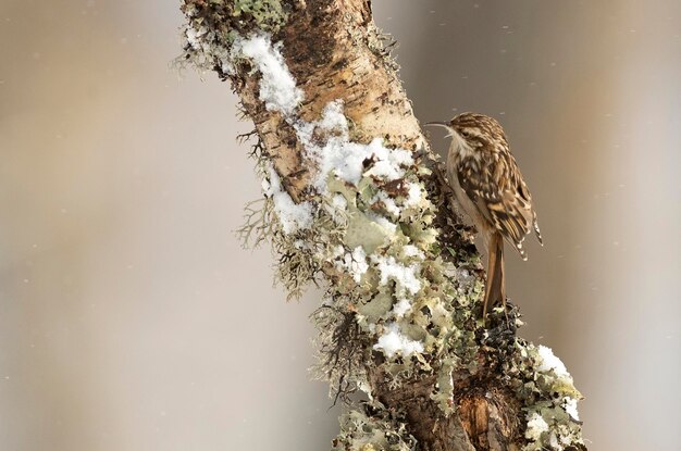 Shorttoed Treecreeper in einem verschneiten Eichenwald im ersten Licht an einem kalten Januartag