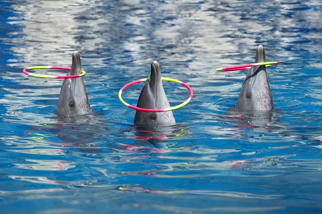 Show de golfinhos, jogar aros na piscina.