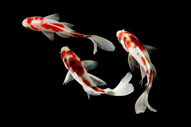 Foto show de peixes koi em fundo preto