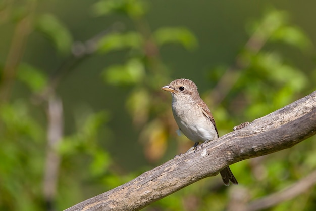 Shrike zhulan Birds of Central Russia