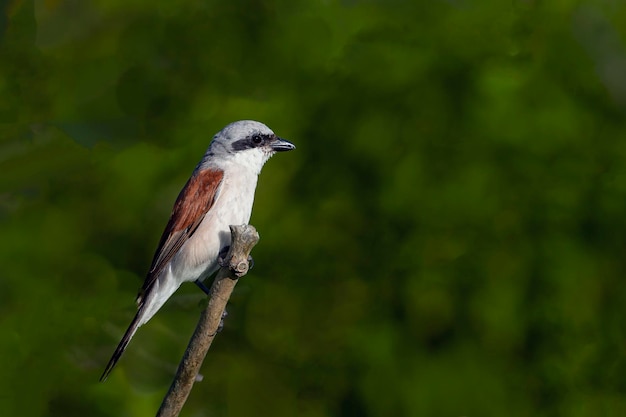 Shrike Zhulan Vögel Zentralrusslands