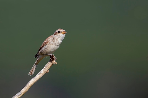 Shrike Zhulan Vögel Zentralrusslands