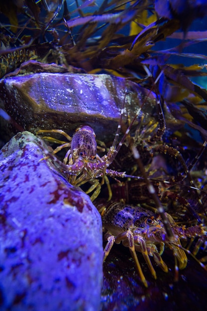 Shrimp, der in den Steinen in einem Behälter sich versteckt