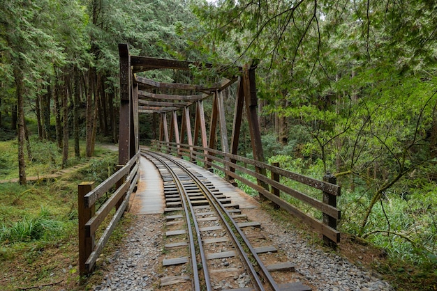 Foto shuishan trail na área recreativa da floresta de alishan em chiayi, taiwan