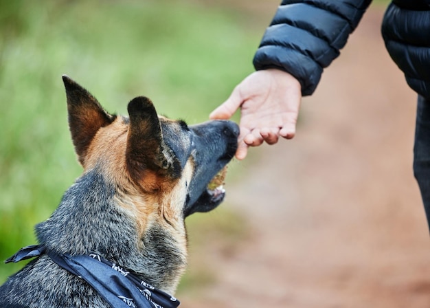 Si quieres un amigo, consigue un perro Foto de un adorable pastor alemán siendo entrenado por su dueño en el parque
