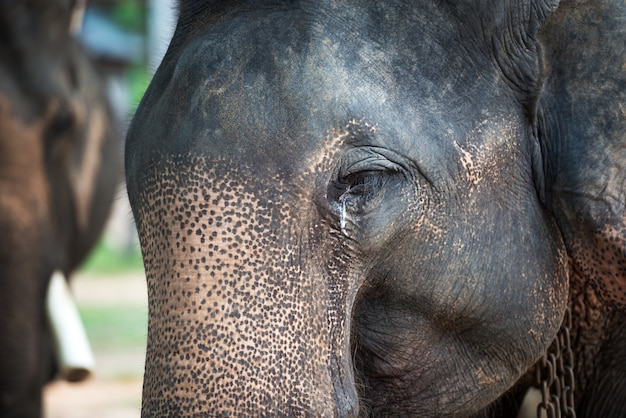 Ásia elefante chorando