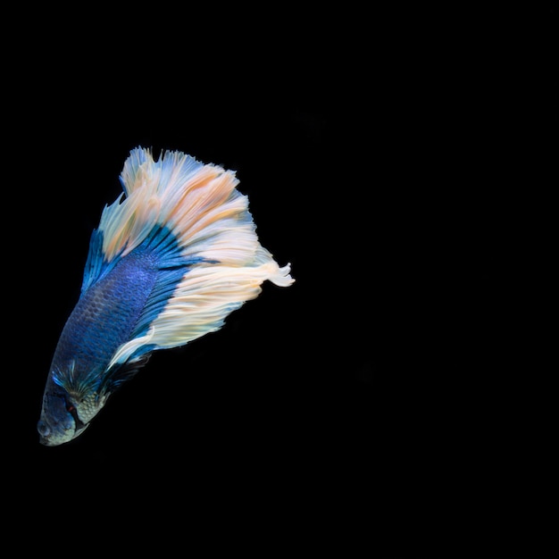 Foto siam kämpfende fische auf schwarzem hintergrund