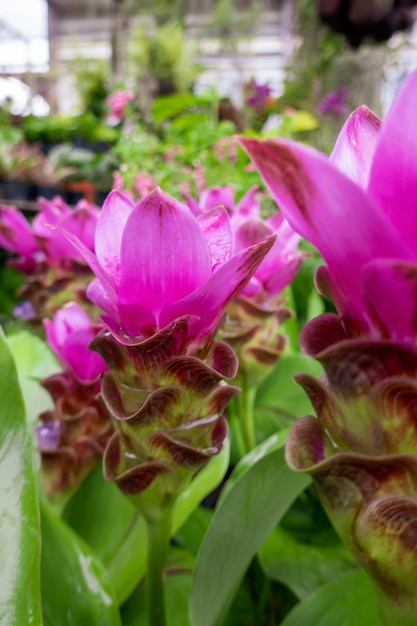 Siam Tulip Das Rosa blüht