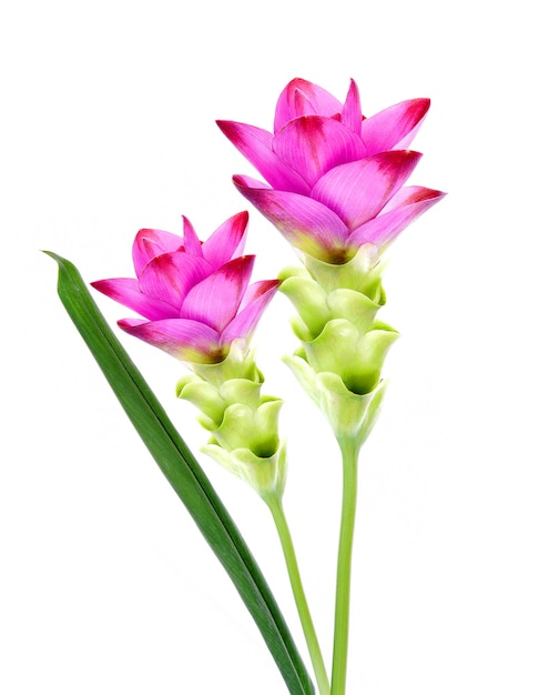 Siam Tulip lila-rosa auf weißem Hintergrund