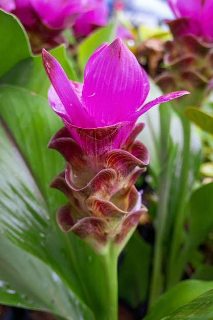 Siam Tulip O rosa está florescendo