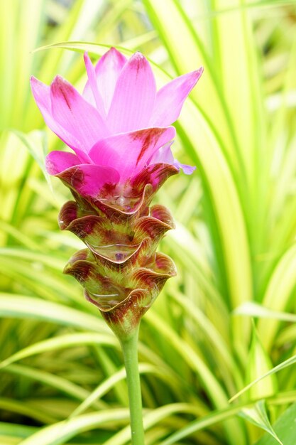 Siam tulipán en el jardín