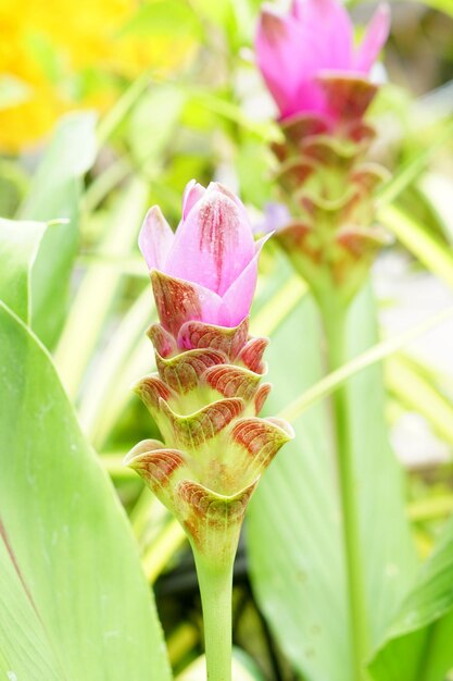 Siam tulipán en el jardín