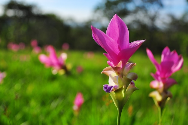 Siam Tulips en fondo verde