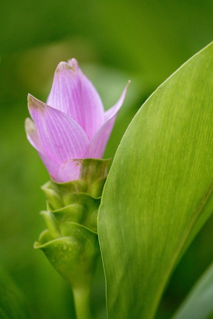 Siam-Tulpe oder Sommertulpe