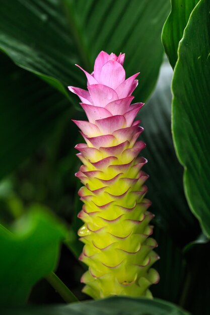 Siam-Tulpenblume oder Patumma im Garten