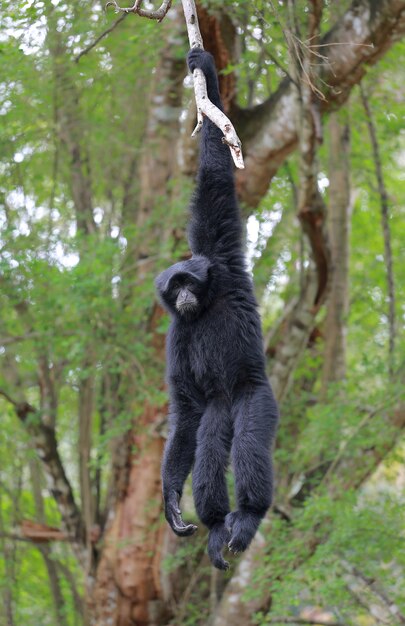 Foto siamang, schwarzer fellgibbon am baum