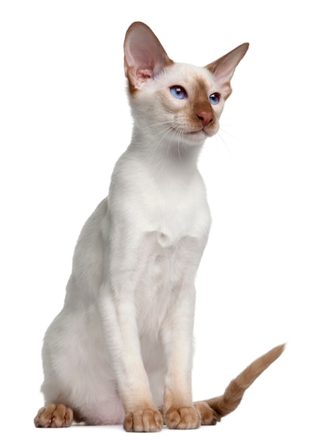 Siamés (5 meses), Siamés (5 meses), Oriental Shorthair (5 meses)