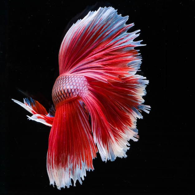 Siamés betta luchando peces betta splendens acuario