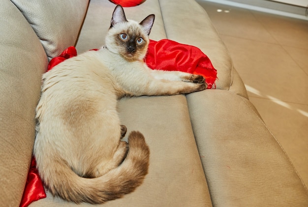 Siamese cute kitty encontra-se no sofá em casa.