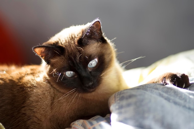 Siamesische blauäugige Katze zu Hause