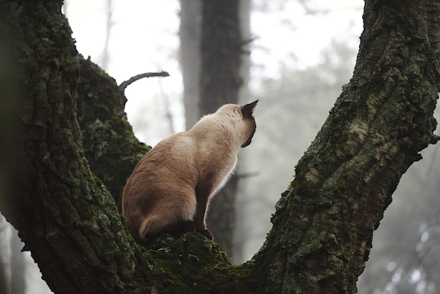 Siamesische Katze in einem Waldbaum, der den Nebel beobachtet