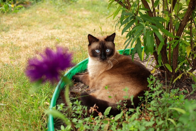 Siamesische Katze liegt im Garten