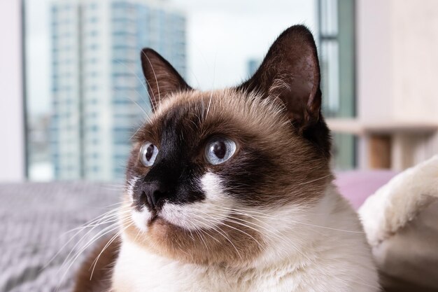 Siamesische Katze mit blauem Augen-Nahaufnahmeporträt