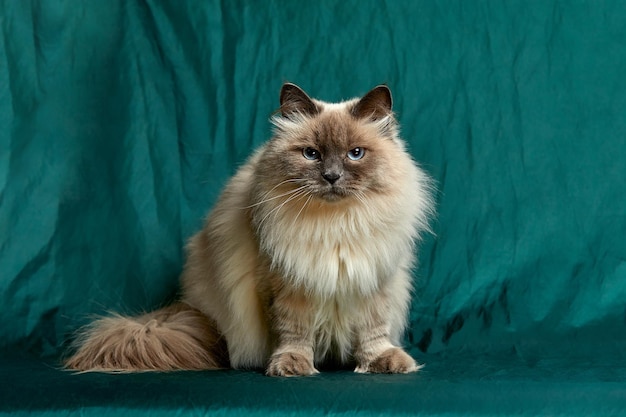 Siamesische Langhaarkatze sitzt vor einem grünen Hintergrund