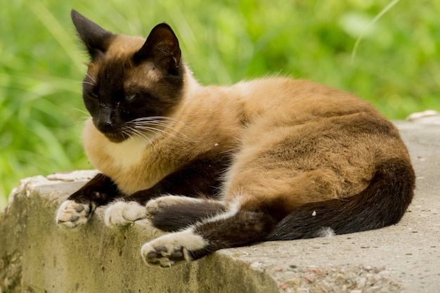 Siamesisches Katzen-Portrait