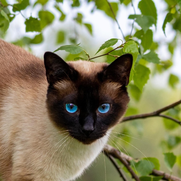 Siamkatze mit blauen Augen schaut vorsichtig in das Kameraobjektiv, während sie auf einem Baum sitzt