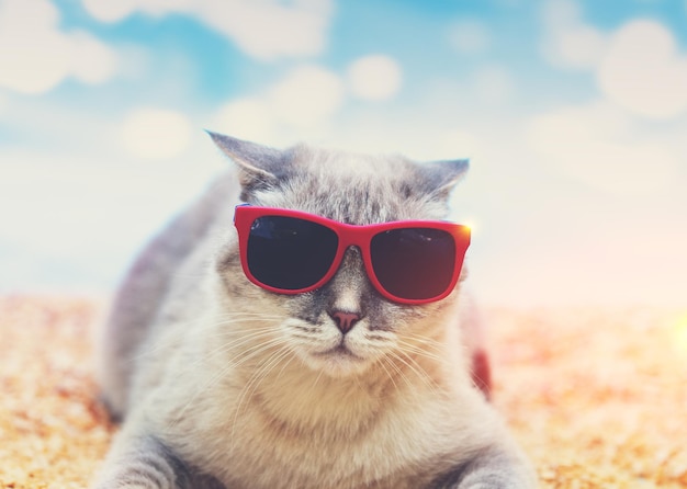 Siamkatze mit Sonnenbrille am Strand liegen