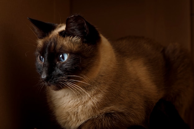 Siamkatze ruht in einem Karton Haustiere zu Hause