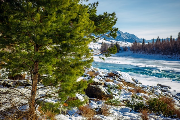 Sibéria no inverno. Vale da montanha coberta de neve, céu azul, árvores coníferas, pitoresco e poderoso rio Katun. Magnífica paisagem de inverno, espaço para texto.