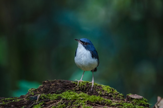 Siberian, azul, robin, (Luscinia, cyane), a, bonito, azul, pássaro, ficar, ligado, a, mossy, registro