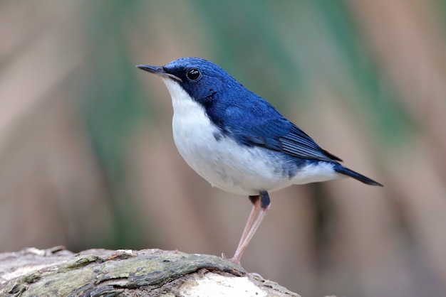 Siberian Blue Robin Luscinia cyane Belo macho aves da Tailândia