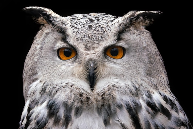 Siberian eagle owl em fundo preto bubo bubo sibiricus