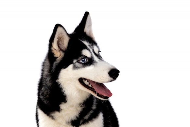 Siberian Huskie mit blauen Augen