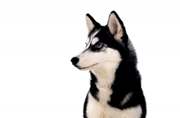 Siberian Huskie mit blauen Augen