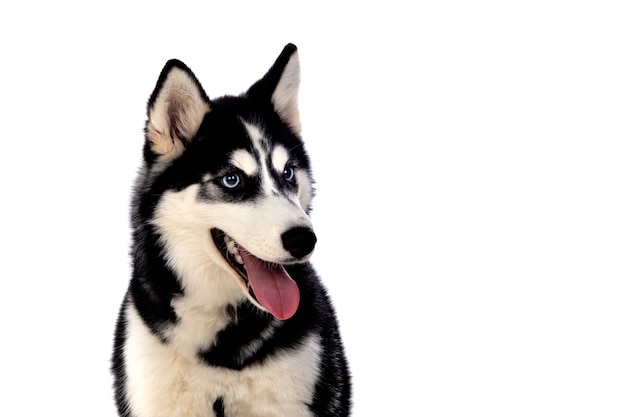 Siberian Huskie mit blauen Augen