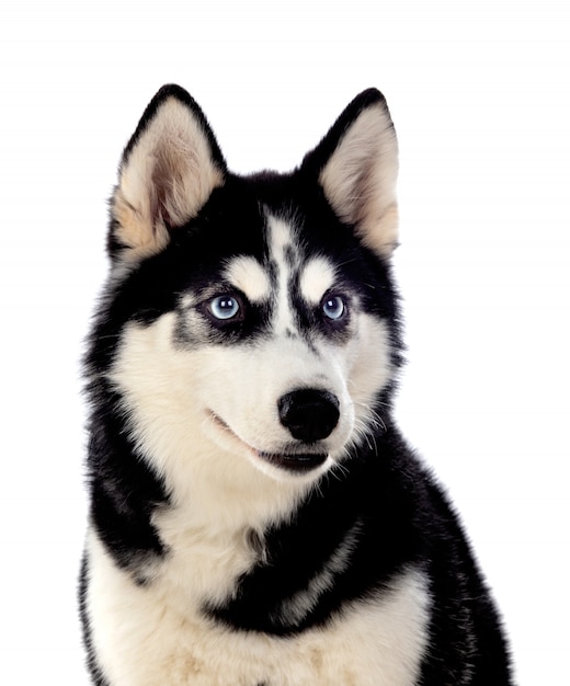 Siberian Huskie mit blauen Augen