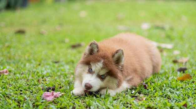 Siberian Husky auf dem Feld PuppyxA