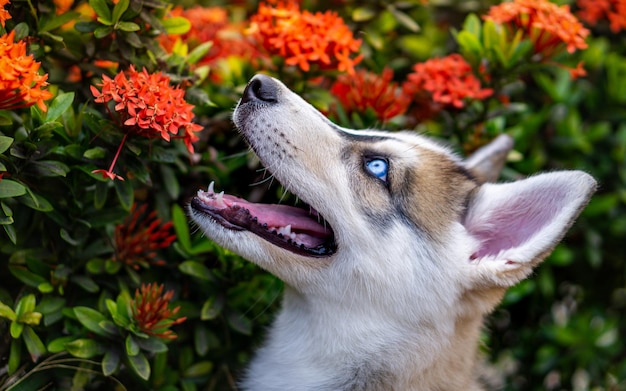 Foto siberian husky dog