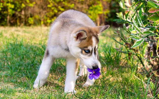 Foto siberian husky dog