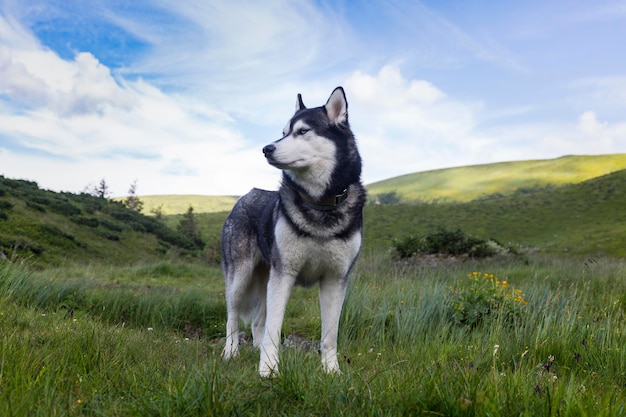 El Siberian Husky es una raza muy inteligente que es activa, alerta y amable.