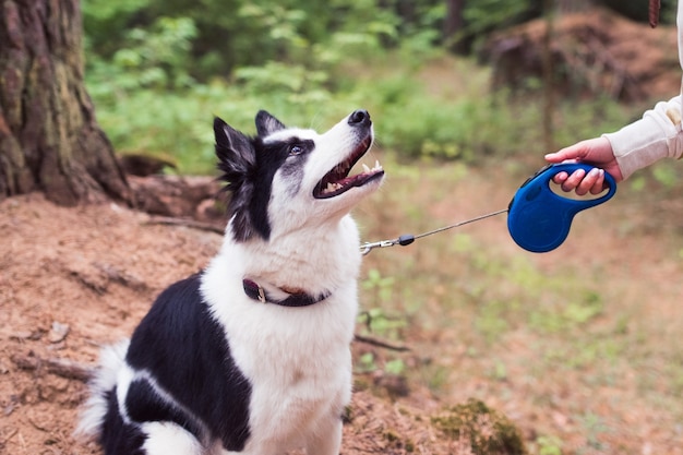 Siberian Husky Hund an der Leine